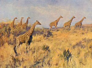 En trop af giraffer (farve litho)