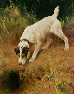 Fox Terrier