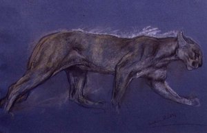 Puma (kridt på papir) af Arthur Wardle