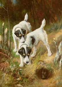 Terrier kanin af Arthur Wardle