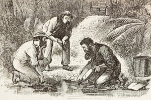 Australien (1880). Guldgravernes liv i Botany Bay (grundlagt i 1788). Gravering. Privat samling af Artist Unknown
