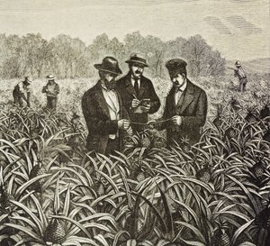 England (C19th). Kolonisering (1880). Plantning af ananas på Bahama. Engelsk koloni på New Providence Island. Ananas var et af de vigtigste eksportprodukter fra havnen i Nassau. Gravering. Privat samling af Artist Unknown