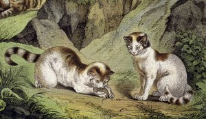 To katte, der leger (gravering) af Artist Unknown