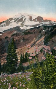 Purple Asters, i Mount Rainier National Park, c1916 af Asahel Curtis
