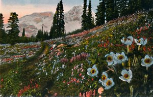 Anemone i Mount Rainier National Park, c1916 af Asahel Curtis