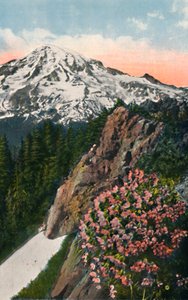 Primrosen på Mount Rainier, c1916