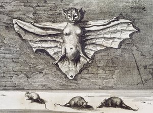 Flyvende kat, 1667 af Athanasius Kircher