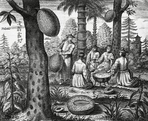 Kinesiske frugter (Arbor polomie, kinesisk papaya), gravering fra Kina monumenter af Athanasius Kircher