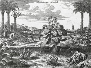 Rabarberplante, gravering fra Kinas monumenter af Athanasius Kircher
