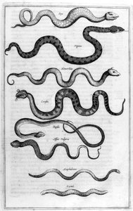 Slanger, 1675. af Athanasius Kircher