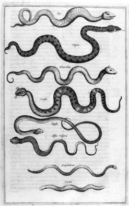 Typer af slanger, fra Arca Noe af Athanasius Kircher