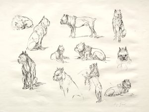 Undersøgelse af hunde af August Gaul
