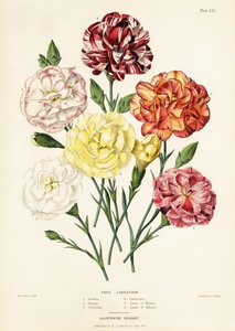 Trænellikesorter, Dianthus caryophyllus: Ariadne 1, Beauty 2, Garibaldi 3, Perfection 4, Queen of Whites 5, Queen of Yellows 6 af Augusta Innes (after) Withers