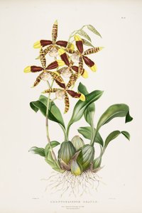 store Rossioglossum