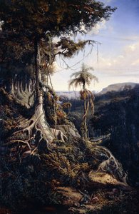 Jala-Jala Skov