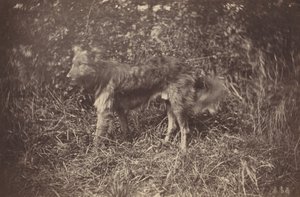 Studie af en hund, slutningen af 1870