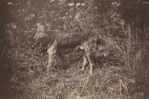 Studie af en hund, slutningen af 1870