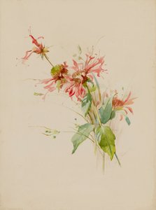 Bergamot eller Bee Baum, slutningen af det 19.-begyndelsen af det 20. århundrede. af Austa Densmore Sturdevant