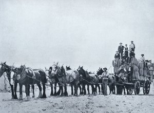 Uldbærende hold, Western Australia, ca. 1900, fra `Under the Southern Cross - Glimpses of Australia