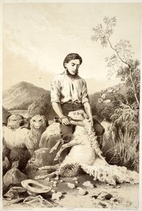 Fåreklipning, fra The History of Australasia af David Blair, McGrady, Thomson og Niven, 1879