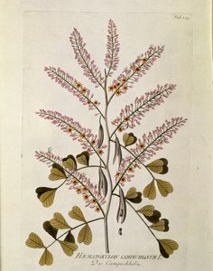 Botanisk: ""Campeche"" (Haematoxylon campechianum) Planke tegnet fra ""Medicinalium secundum Linnaei digestarum"" af Joseph Jacobi Plenck (1735-1807) 1788-1803 Privat samling af Austrian School