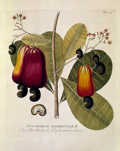 Botanisk: "Cashewnødder" (Western Anacardium) Plade tegnet fra "Medicinalium secundum Linnaei digestarum" af Joseph Jacobi Plenck (1735-1807) 1788-1803 Privat samling af Austrian School