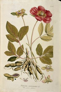 Botanisk: "" Peony officinale"" (Poeonia officinalis) Planke hentet fra "Medicinalium secundum Linnaei digestarum" af Joseph Jacobi Plenck (1735-1807) 1788-1803 Privat samling af Austrian School