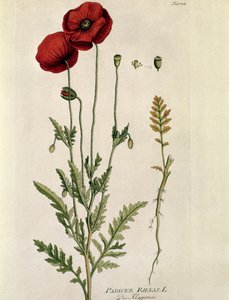 Botanisk: ""Red Poppy"" (Papaver rhaeas) Tallerken tegnet fra "" Medicinalium secundum Linnaei Digestarumó af Joseph Jacobi Plenck (1735-1807) 1788-1803 Privat samling af Austrian School