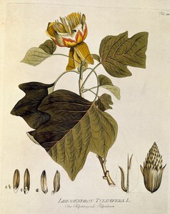 Botanisk: "Tulipier of Virginia" (Liriodendron tulipifera) Planke tegnet fra "Medicinalium secundum Linnaei digestarum" af Joseph Jacobi Plenck (1735-1807) 1788-1803 Privat samling af Austrian School