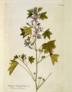 Botanisk: ""stor lilla"" (Malva sylvestris) Tallerken fra ""Medicinalium secundum Linnaei digestarum"" af Joseph Jacobi Plenck (1735-1807) 1788-1803 Privat samling af Austrian School