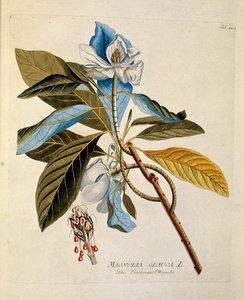 Botanisk: ""magnolia"" plade tegnet fra ""Medicinalium secundum Linnaei digestarum"" af Joseph Jacobi Plenck (1735-1807) 1788-1803 Privat samling af Austrian School