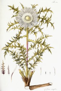 Carlina Simplex af Austrian School
