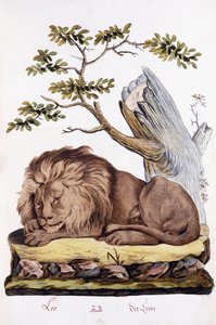 Lion, 1794dani af Austrian School