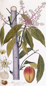 Mangifera indica af Austrian School