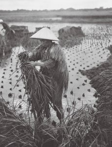 Japan: Rishøst nær Niigata (s/h-foto)