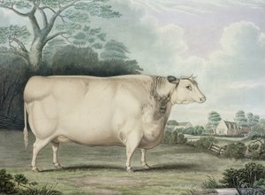 Habertoft korthornede prisko, graveret af C. Hunt, 1842 (farvestik)