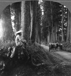 Den hellige vej til Nikko, Japan, 1905.