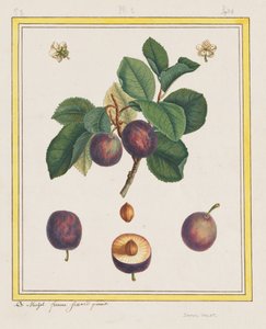 Damaskus blomme af B. Michel