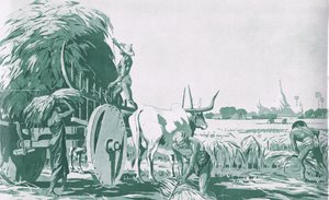 En rismark i Burma, fra MacMillan skoleplakater, ca. 1950-60
