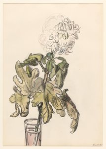 Blomstrende krysantemum i en vase