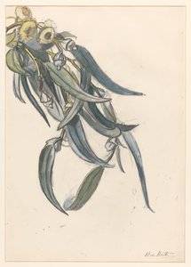 Blomstrende gren af ​​en eukalyptus af Barbara Elisabeth van Houten