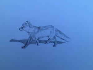 Fox, 2018 af Barbara Hoogeweegen