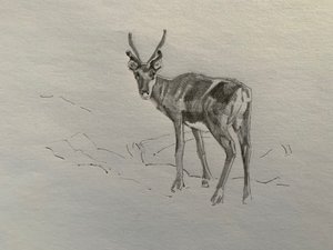 Rensdyr, 2019 af Barbara Hoogeweegen