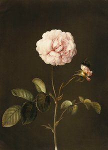 En Gallica Rose med en humlebi,