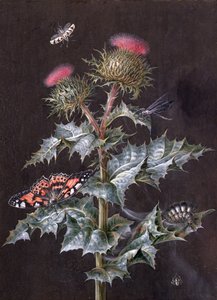 En undersøgelse af en tidsel med insekter (gouache) (se også 51756)