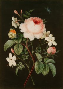 Arrangement af rose og jasmin