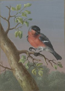 Bullfinch Fire gouacher af fugle (serietitel)