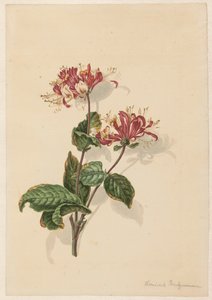 En gren af ​​vild kaprifolie (Lonicera periclymenum)