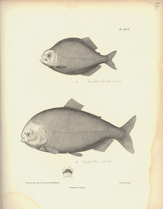 Characidae, Pl. XLVII, stål indgraveret af Coutant efter en gravering af Nicola Huet (1770-1827), illustration fra 