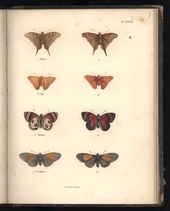 Lepidoptera, Pl. XXXVII, illustration fra 